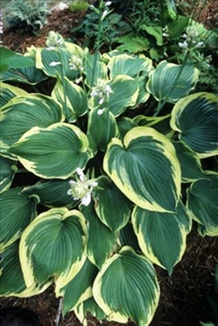 Hosta Earth's Angel